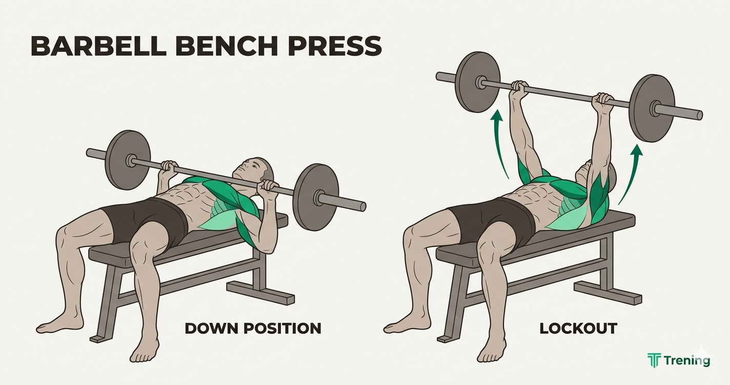 Barbell bench press form — down position with bar on chest and lockout position with arms extended