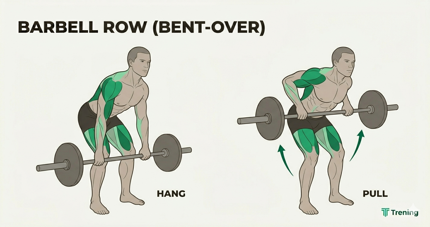Barbell bent-over row form — hang position with arms extended and pull position with bar at lower chest